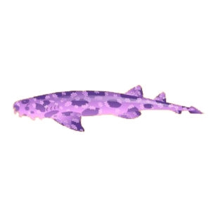 Purple Wobbegong